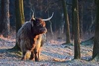 schotse hooglander (Bos taurus) 1-2019 7235